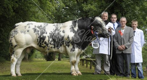 Reserve British Blue Champion, Faughanvale Champion exhibited by William Adams Reserve British Blue Champion, Faughanvale Champion exhibited by William Adams